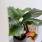 Künstliche Calathea - Mathilda, 50 cm, Kunstpflanze von aplanta, inkl. Dekotopf, in Natur, für drinnen
