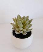 Succulente artificiali Kaketeen 3 pezzi - Bambo | 8 cm, vaso in ceramica bianca