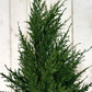 Künstliche Zypresse - Pepe | 150 cm