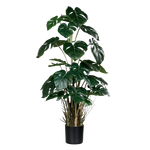 Hochwertige Monstera Kunstpflanze auf transparentem Hintergrund mit echt wirkenden Kunstblättern in natürlicher Anordnung. Künstliche Monstera - Jochen hat die Farbe Natur und hat eine Höhe von 82 cm | aplanta Kunstpflanzen
