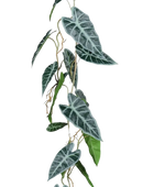 Hochwertige künstliche Hängepflanze auf transparentem Hintergrund mit echt wirkenden Kunstblättern in natürlicher Anordnung. Künstliche Alocasia Ranke - Bruno hat die Farbe Natur und ist 115 cm hoch. | aplanta Kunstpflanzen