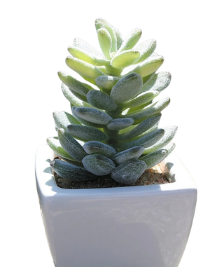 Künstliche Agave - Radek | 13 cm