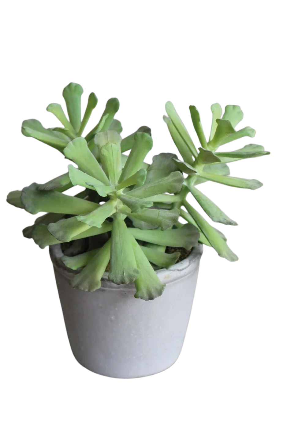 Künstliche Sukkulente - Sebastian | 18 cm