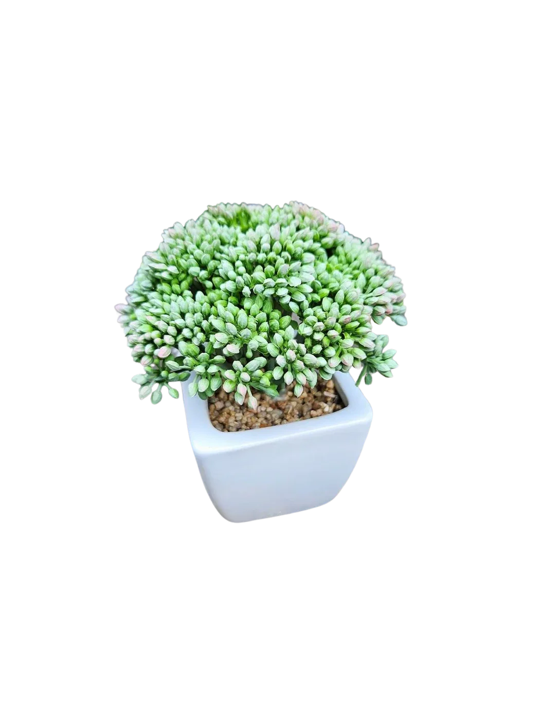 Künstliche Sedum - Batist | 14 cm