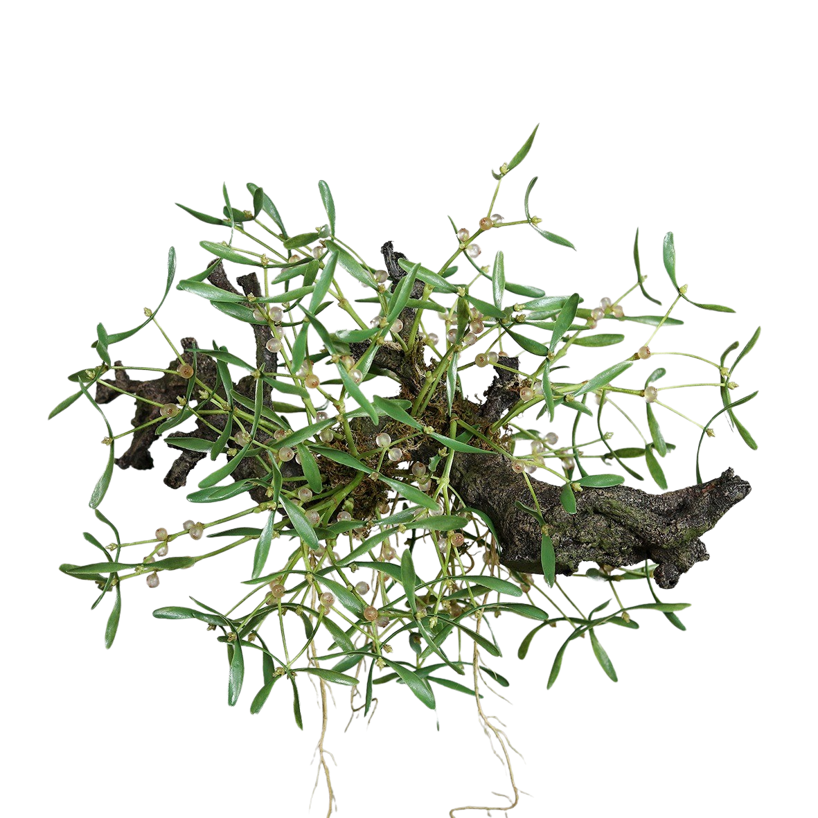 Künstlicher Mistelbusch - Will | 58 cm