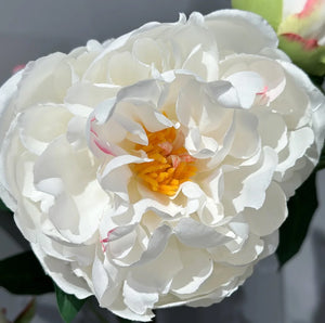 Peonia artificiale - Davide | 45 cm