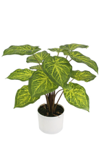 Künstliche Caladium - Lima | 62 cm