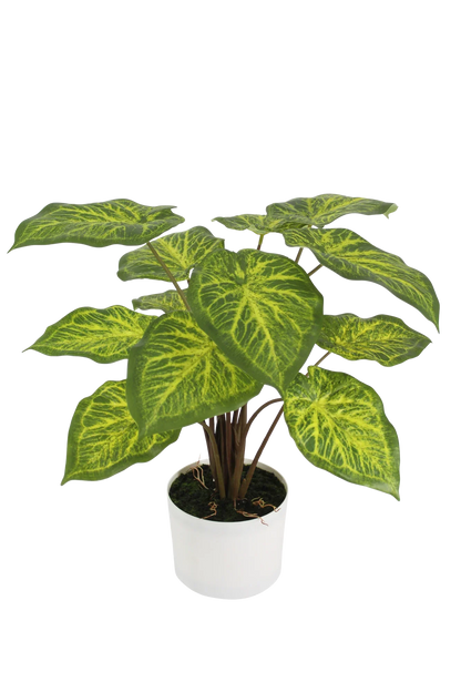 Künstliche Caladium - Lima | 62 cm