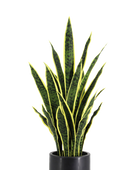 Künstlicher Bogenhanf - Juan | 90 cm