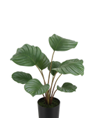 Künstliche Calathea - Silvina | 45 cm