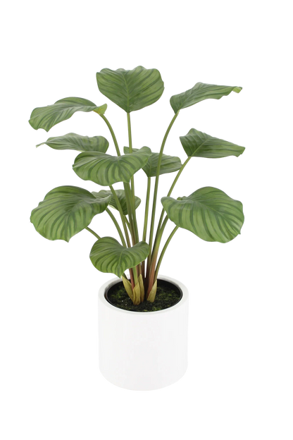 Künstliche Calathea - Juana, 68 cm, Kunstpflanze von aplanta, inkl. Dekotopf, in Grün, für drinnen