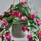 Künstlicher Hänge-Fuchsie - Ignatia, 80 cm, Kunstpflanze von aplanta, Steckpflanze, in Grün, für drinnen
