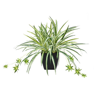 Künstliche Grünlilie – Liora | 50 cm