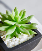 Künstliches Sukkulenten-Set – Aurea | 14 cm