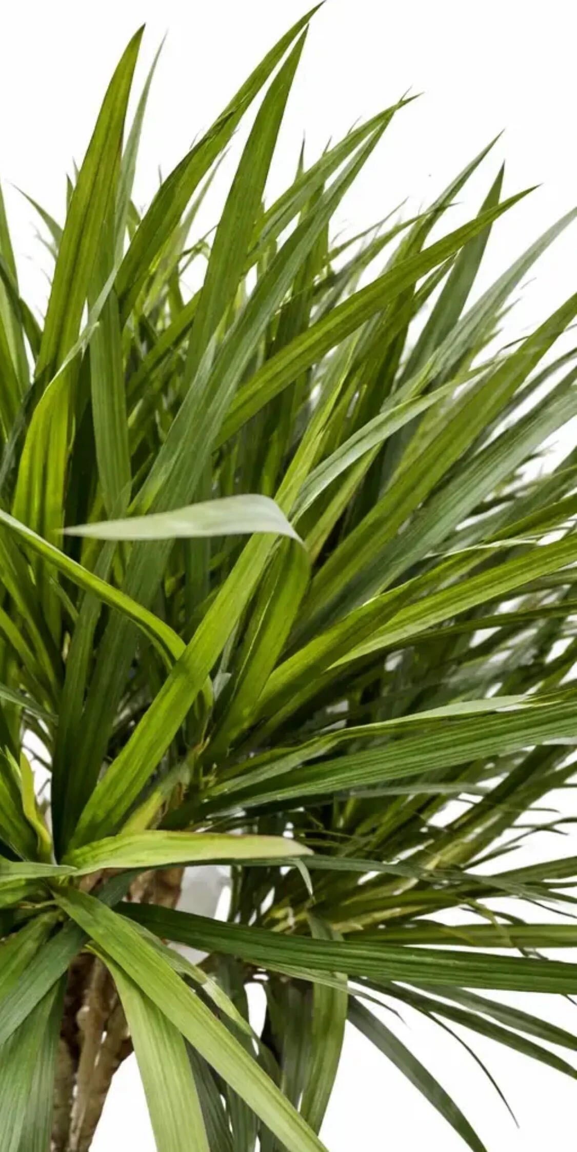 Künstliche Dracaena - Elianor, 180 cm, Kunstbaum von aplanta, mit Echtholzstamm, in Grün, für drinnen