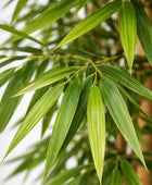 Künstlicher Bambus – Kenai | 150 cm