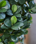 Künstlicher Ficus Panda – Tiberia | 70 cm