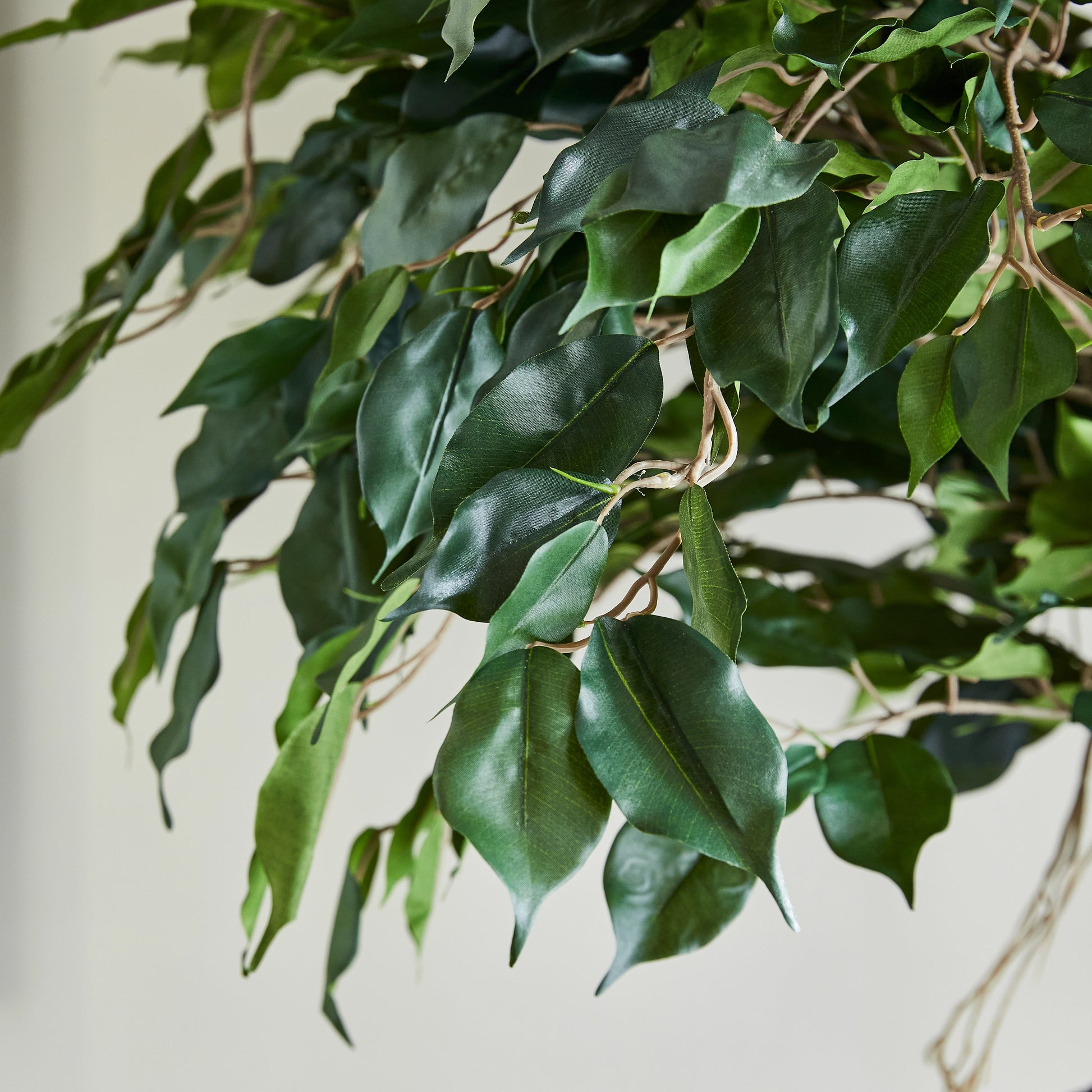 Künstlicher Ficus – Seraphius | 180 cm