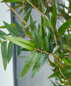 Künstlicher Bambus – Renjirō | 150 cm