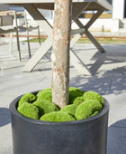 Künstlicher Olivenbaum – Callistus | 170 cm