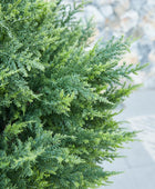 Künstliche Zypresse – Sylvano | 75 cm