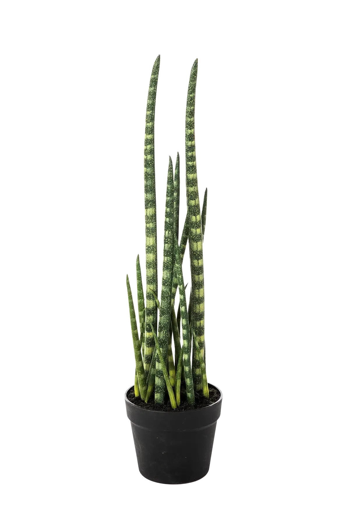 Künstliche Sansevieria - Dundee auf transparentem Hintergrund mit echt wirkenden Kunstblättern in natürlicher Anordnung. Künstliche Sansevieria - Dundee hat die Farbe Natur und ist 67 cm hoch. | aplanta Kunstpflanzen