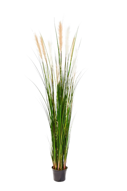 Künstliches Schilfgras - Fluffi | 180 cm