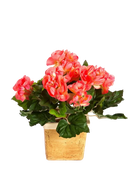 Künstliche Begonie - Steckpflanze - Tom | 20 cm