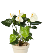 Künstliche Flamingoblume - Steckpflanze - Nora auf transparentem Hintergrund mit echt wirkenden Kunstblättern in natürlicher Anordnung. Künstliche Flamingoblume - Steckpflanze - Nora hat die Farbe Creme und ist 56 cm hoch. | aplanta Kunstpflanzen