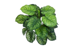 Künstliche Calathea - Clara auf transparentem Hintergrund mit echt wirkenden Kunstblättern in natürlicher Anordnung. Künstliche Calathea - Clara hat die Farbe Natur und ist 45 cm hoch. | aplanta Kunstpflanzen
