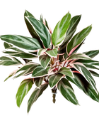 Künstliche Cordyline - Mila | 48 cm auf transparentem Hintergrund mit echt wirkenden Kunstblättern in natürlicher Anordnung. | aplanta Kunstpflanzen