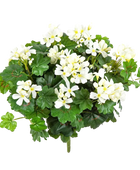 Hochwertige Kunstpflanze Geranie auf transparentem Hintergrund mit echt wirkenden Kunstblättern in natürlicher Anordnung. Künstliche Geranie - Anton hat die Farbe Natur und ist 35 cm hoch. | aplanta Kunstpflanzen