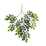 Künstlicher Murraya Zweig - Benjamin auf transparentem Hintergrund mit echt wirkenden Kunstblättern in natürlicher Anordnung. Künstlicher Murraya Zweig - Benjamin hat die Farbe Natur und ist 71 cm hoch. | aplanta Kunstpflanzen