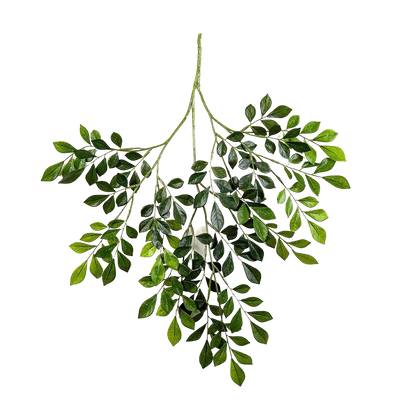 Künstlicher Murraya Zweig - Benjamin auf transparentem Hintergrund mit echt wirkenden Kunstblättern in natürlicher Anordnung. Künstlicher Murraya Zweig - Benjamin hat die Farbe Natur und ist 71 cm hoch. | aplanta Kunstpflanzen