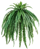 Hochwertige künstliche Hängepflanze auf transparentem Hintergrund mit echt wirkenden Kunstblättern in natürlicher Anordnung. Künstliche Hänge-Farn - Carolin hat die Farbe Natur und ist 105 cm hoch. | aplanta Kunstpflanzen