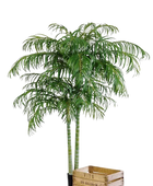 Hochwertige Kunstpalme auf transparentem Hintergrund mit echt wirkenden Kunstblättern in natürlicher Anordnung. Künstliche Areca Palme - Christine hat die Farbe Natur und ist 240 cm hoch. | aplanta Kunstpflanzen