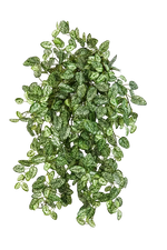 Künstliche Hypoestes - Efe, 50 cm, Kunstpflanze von aplanta, Steckpflanze, in Natur, für drinnen