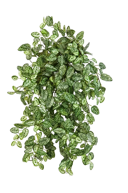 Künstliche Hypoestes - Efe, 50 cm, Kunstpflanze von aplanta, Steckpflanze, in Natur, für drinnen