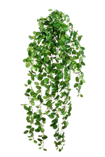 Hochwertige künstliche Hängepflanze auf transparentem Hintergrund mit echt wirkenden Kunstblättern in natürlicher Anordnung. Künstliche Hänge-Fittonia - Freya hat die Farbe Natur und ist 85 cm hoch. | aplanta Kunstpflanzen