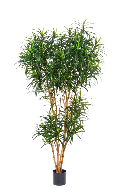 Künstlicher Drachenbaum - Helmut, 210 cm, Kunstbaum von aplanta, in Natur, für drinnen