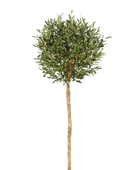 Hochwertiger Olivenbaum künstlich auf transparentem Hintergrund mit echt wirkenden Kunstblättern in natürlicher Anordnung. Künstlicher Olivenbaum - Isa hat die Farbe Natur und ist 140 cm hoch. | aplanta Kunstpflanzen