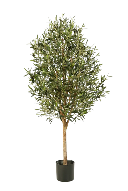 Hochwertiger Olivenbaum künstlich auf transparentem Hintergrund mit echt wirkenden Kunstblättern in natürlicher Anordnung. Künstlicher Olivenbaum - Ilaria hat die Farbe Natur und ist 170 cm hoch. | aplanta Kunstpflanzen