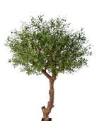 Hochwertiger Olivenbaum künstlich auf transparentem Hintergrund mit echt wirkenden Kunstblättern in natürlicher Anordnung. Künstlicher Olivenbaum - Ilias hat die Farbe Natur und ist 270 cm hoch. | aplanta Kunstpflanzen