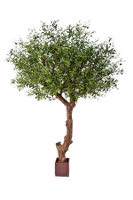Hochwertiger Olivenbaum künstlich auf transparentem Hintergrund mit echt wirkenden Kunstblättern in natürlicher Anordnung. Künstlicher Olivenbaum - Ilias hat die Farbe Natur und ist 270 cm hoch. | aplanta Kunstpflanzen
