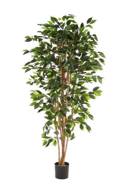 Künstlicher Ficusbaum - Sylvior, 180 cm, Kunstbaum von aplanta, UV-beständig, mit Echtholzstamm, inkl. Startertopf, in Grün