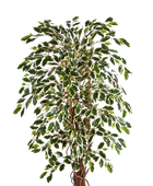 Künstlicher Ficus – Ravian | 150 cm