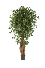 Künstlicher Ficus Liana - Josefine, 240 cm, Kunstbaum von aplanta, mit Echtholzstamm, mit Mangrovenstamm, im schwarzen Topf