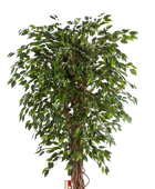 Künstlicher Ficus - Juna auf transparentem Hintergrund mit echt wirkenden Kunstblättern in natürlicher Anordnung. Künstlicher Ficus - Juna hat die Farbe Natur und ist 210 cm hoch. | aplanta Kunstpflanzen