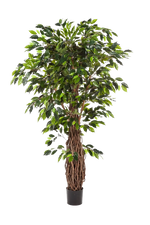 Künstlicher Ficus - Jannik, 300 cm, Kunstbaum von aplanta, mit Echtholzstamm, mit Mangrovenstamm, im schwarzen Topf, in Natur