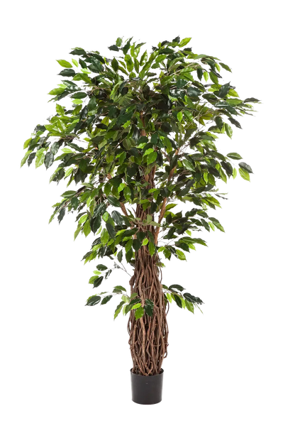 Künstlicher Ficus - Jannik, 300 cm, Kunstbaum von aplanta, mit Echtholzstamm, mit Mangrovenstamm, im schwarzen Topf, in Natur